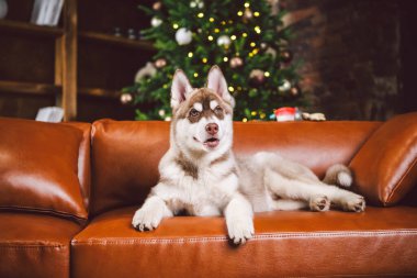 Baest arkadaş, irikıyım köpek, yılbaşı ve Noel arifesinde klasik lüks konutlarda eğlenen köpek yavrusu kütüphanedeki kahverengi deri koltukta oturuyor. Tatil ve aile rahatlığı teması.
