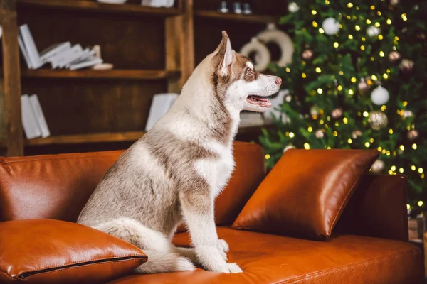 Νεαρό Χαριτωμένο Κουτάβι Της Σιβηρίας Husky Σκυλί Φυλή Αρσενικό Παίζει — Φωτογραφία Αρχείου