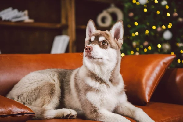 Baest Przyjaciel Husky Pies Szczeniak Bawiący Się Klasycznym Wnętrzu Luksusowego — Zdjęcie stockowe