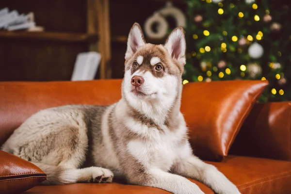 시베리아 허스키 Husky 귀여운 강아지는 유럽의 전통적 디자인 소파에서 휴식을 — 스톡 사진