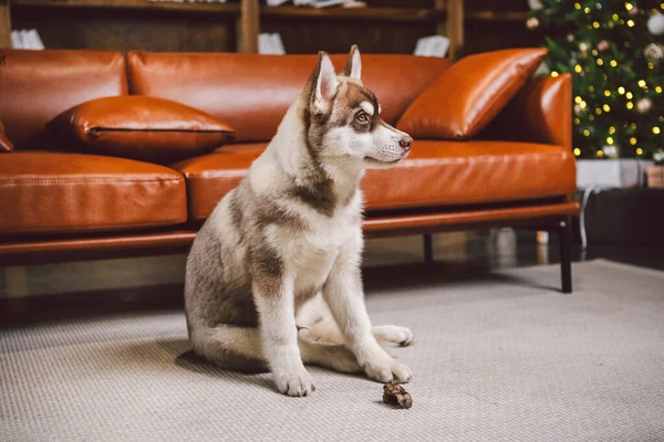 Prieten Baie Câine Husky Cățeluș Distrându Interiorul Clasic Locuințelor Lux — Fotografie, imagine de stoc