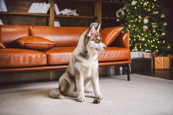 Štěně Pes Sibiř Husky Bílé Béžové Barvy Obývacím Pokoji Dostane — Stock fotografie