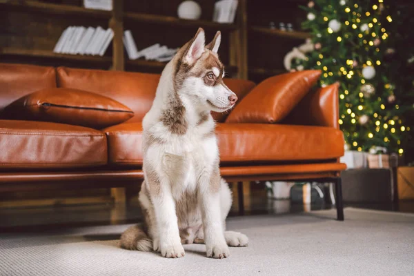 Prieten Baie Câine Husky Cățeluș Distrându Interiorul Clasic Locuințelor Lux — Fotografie, imagine de stoc