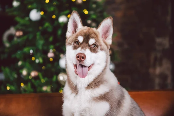 在图书馆和圣诞树旁的红色皮革沙发上 室内客厅里白色米色的小狗狗西伯利亚哈士奇得到了乐趣 狗的主题 新年及圣诞假期 — 图库照片