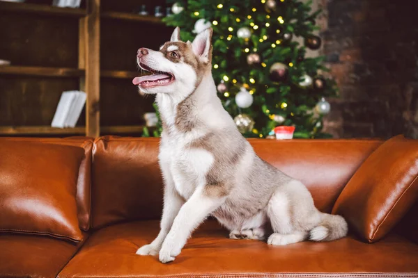 Beige sales siberian husky