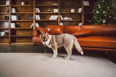 Baest arkadaş, irikıyım köpek, yılbaşı ve Noel arifesinde klasik lüks konutlarda eğlenen köpek yavrusu kütüphanedeki kahverengi deri koltukta oturuyor. Tatil ve aile rahatlığı teması.