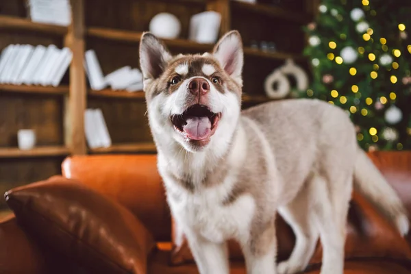 Bester Freund Husky Hund Welpe Der Sich Silvester Und Weihnachtsabend — Stockfoto