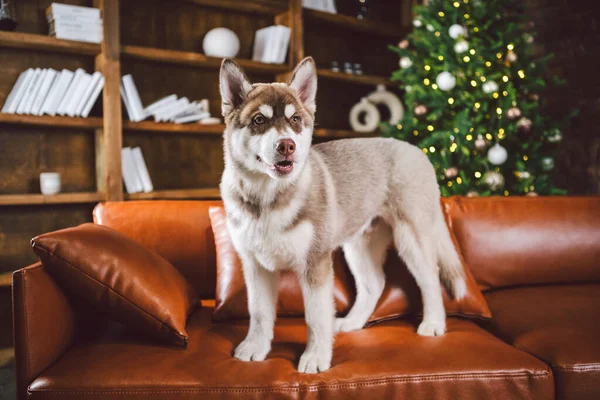 Haustier Und Frohe Weihnachten Und Ein Gutes Neues Jahr Konzept — Stockfoto