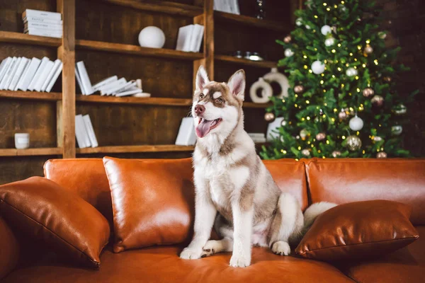 Baest Arkadaş Irikıyım Köpek Yılbaşı Noel Arifesinde Klasik Lüks Konutlarda — Stok fotoğraf