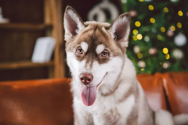 Animale Companie Crăciun Fericit Conceptul Fericit Anul Nou Cățelușul Vesel — Fotografie, imagine de stoc