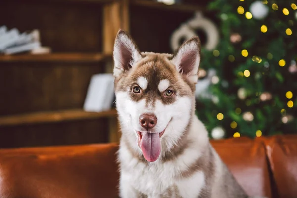 Baest Φίλος Husky Σκυλί Κουτάβι Που Διασκεδάζει Στο Κλασικό Εσωτερικό — Φωτογραφία Αρχείου