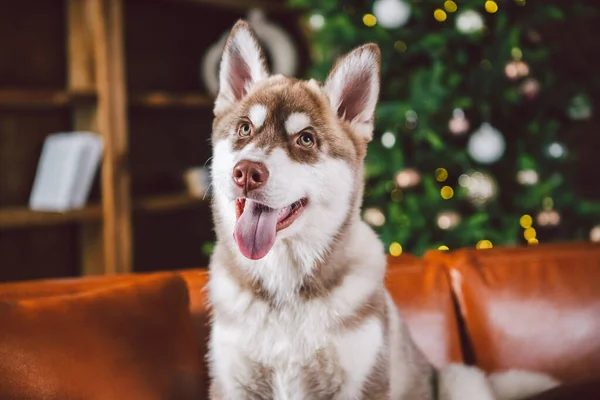 西伯利亚哈士奇犬的幼小可爱的小狗在经典的欧洲设计房间里 为过年装饰着 在棕色沙发上玩耍和休闲的雄性品种 狗在公寓里生活的主题 — 图库照片
