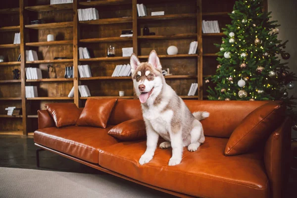 Prieten Baie Câine Husky Cățeluș Distrându Interiorul Clasic Locuințelor Lux — Fotografie, imagine de stoc