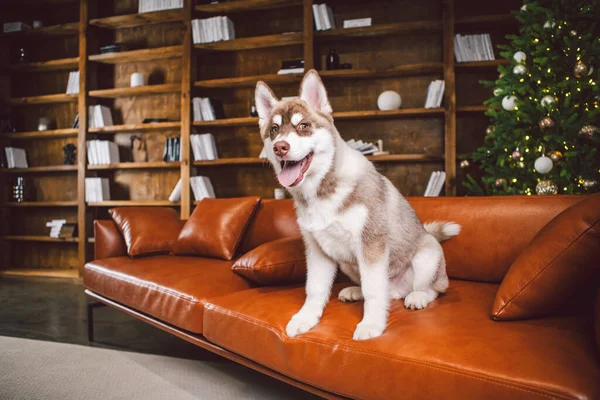 Evcil Hayvan Mutlu Noeller Mutlu Yıllar Konsepti Neşeli Erkek Köpek — Stok fotoğraf