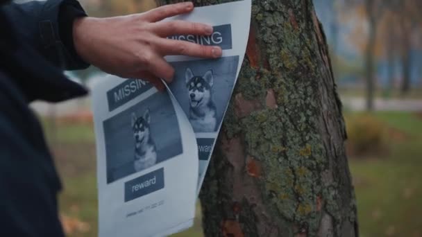 Szuka zaginionego zwierzaka, rozwiesza plakaty na drzewach w parku. Zaginiony sztandar. Mężczyzna rozwiesza reklamę w poszukiwaniu psa. Plakat z nagrodą dla szczeniaka. Wyszukiwanie zwierząt domowych — Wideo stockowe