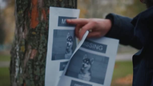 Ztracený mazlíček nastaví plakát s fotkou psa, jak ztrácí na stromě v parku husky štěně. Muž lepí plakáty s pohřešovaným psem. Leták s informacemi o zmizelém psovi visí na stromě v parku. Ztracený pes — Stock video