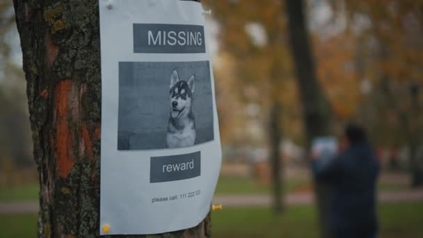 Mann sucht nach vermisstem Haustier und klebt Plakate an Bäumen im Park. Fehlanzeige. Rüde hängt eine Anzeige für die Suche nach Hund auf. Verlorener Welpenbelohnungsplakat. Suche nach Haustieren — Stockvideo