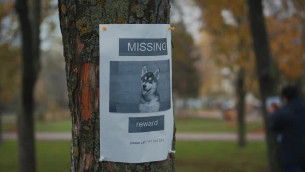El hombre ha perdido a su mejor amigo un cachorro husky. El propietario publica una pancarta publicitaria sobre el perro desaparecido en los árboles del parque. Bandera de mascota desaparecida. Recompensa de búsqueda. Robó una mascota. Husky siberiano perdido — Vídeos de Stock