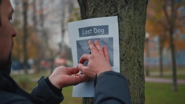 Man looking for a missing pet, posting posters on trees in the park. Missing dog banner. Male hangs up an advertisement for the search for dog. Lost puppy reward message poster. Home pet search — Stock Video