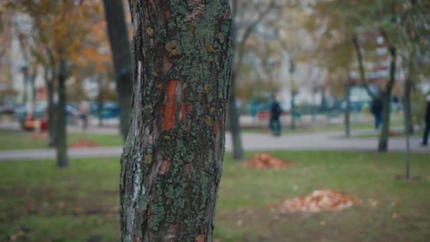 'νθρωπος που ψάχνει για ένα χαμένο κατοικίδιο, ανεβάζει αφίσες σε δέντρα στο πάρκο. Λείπει πανό σκύλου. Αρσενικό κρεμάει μια διαφήμιση για την αναζήτηση για το σκυλί. Αφίσα μηνύματος χαμένου κουταβιού. Αναζήτηση κατοικίδιων ζώων — Αρχείο Βίντεο