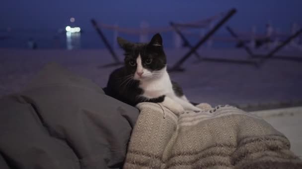 Ένα χαριτωμένο άστεγος ενήλικας μαύρο και άσπρο αρσενικό γάτα στηρίζεται στον καναπέ ενός εστιατορίου δίπλα στη θάλασσα το βράδυ και μόνο. Το θέμα είναι τα ζώα στην πόλη και χαλάρωση. — Αρχείο Βίντεο