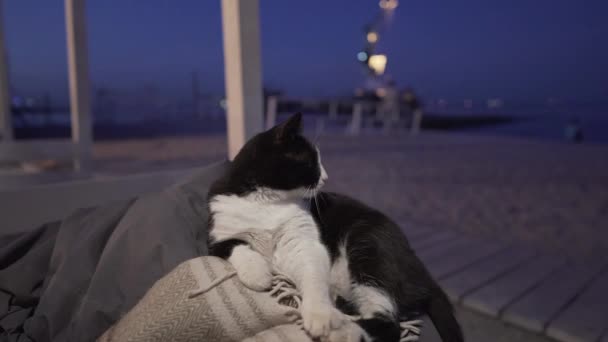 En söt hemlös vuxen svart och vit man katt vilar på soffan i en restaurang vid havet på kvällen ensam. Temat är djur i staden och avkoppling. — Stockvideo