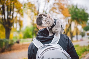 Uzun boylu, beyaz, mutlu bir adamın portresi gri komik, yakışıklı bir kedi yavrusuyla oynuyordu. Sırtüstü oturuyordu şeffaf kedi çantası, yakın plan yeşil arka plan, insanlar ve evcil hayvan..