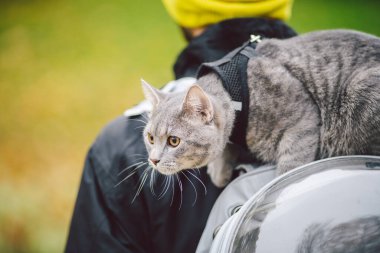 Autumn Park caddesinde kedilere tasma takan sevimli, gri bir kedi sahibinin omuzunda duruyor. Şeffaf kedi çantası takmış, yüzü yok. Hayvan bakımı, insan ve hayvan bakımı teması, yakın plan.