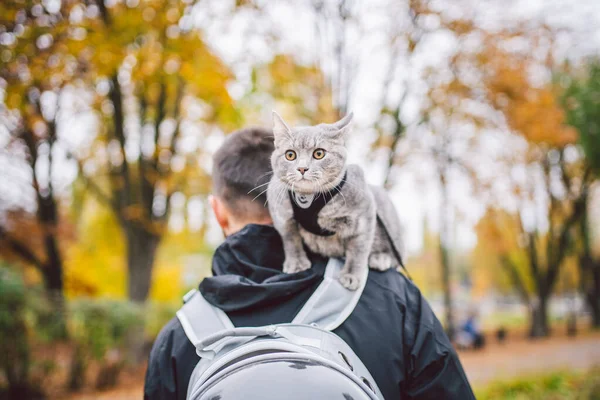 Portrait of tall young Caucasian happy man outdoor playing with gray funny handsome kitten sits on his back on transparent cat backpack carriers bag, close-up nature green background,people and pet.