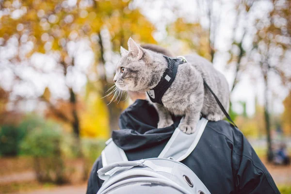 Cute gray young cat dressed leash for cats outdoors in autumn park street,stands on shoulder of owner,back of man dressed transparent cat backpack,no face.Animal care, people and pets theme, close-up