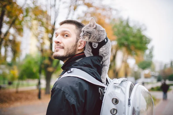 Cute Szary Młody Kot Ubrany Smycz Dla Kotów Zewnątrz Jesiennej — Zdjęcie stockowe