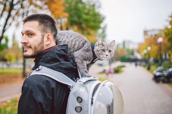 Cute gray young cat dressed leash for cats outdoors in autumn park street,stands on shoulder of owner,back of man dressed transparent cat backpack,no face.Animal care, people and pets theme, close-up