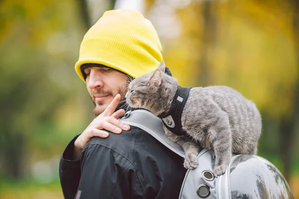 Cute Gray Young Cat Dressed Leash Cats Outdoors Autumn Park — Stock Photo, Image