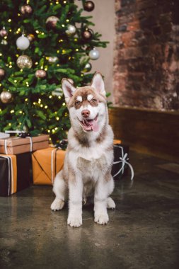 Köpek kurt, koyu beyaz-kahverengi renkte köpek yetiştirir. Noel ağacının yanında oturur. Evcil hayvan, akşamları oturma odasındaki yeni yıl evinin köknar ağacının yanında poz veriyor. Sibirya Husky 'si Noel arifesinde.