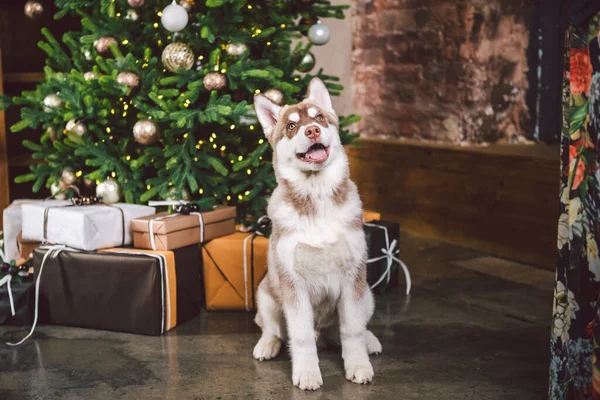 Julhunden Husky Hotellkoncept För Djur Veterinärkliniken Mall För Djurkalender Julkort — Stockfoto