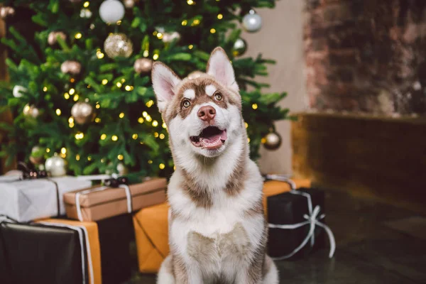 Christmas Husky dog. Hotel concept for animals. Vet Clinic. Animal Calendar Template. Christmas card with dog. Animal shelter. Cute puppy of husky dog near Christmas tree. Baest friend, husky dog.