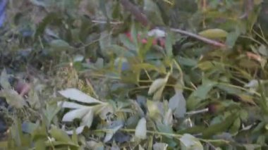 Bahçede çim biçen bir bahçıvan. Benzin fırçası makasıyla çim biçen adam. Benzin budama makinesiyle çim biçme işlemi. Çim biçme işi. Kesici, bahçecilik konsepti. Çim biçme makinesi, millet.