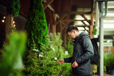 Özel dikim yerinden alınmış mükemmel bir Noel ağacı buldum. Genç yetişkin bir adam Noel ağacı seçiyor. Erkek, kış tatilinde marketten noel ağacı alıyor. Yeni yıla hazırlanılıyor.