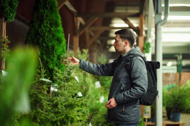 Tema, Noel ve Yeni Yıl tatillerinin sembolüdür. Noel ağacını seçen adam. Kışın açık havada Noel ağacı pazarı. Tatil için hazır. Tema, Noel ve Yeni Yıl 'ın sembolüdür.