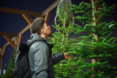 Özel dikim yerinden alınmış mükemmel bir Noel ağacı buldum. Genç yetişkin bir adam Noel ağacı seçiyor. Erkek, kış tatilinde marketten noel ağacı alıyor. Yeni yıla hazırlanılıyor.