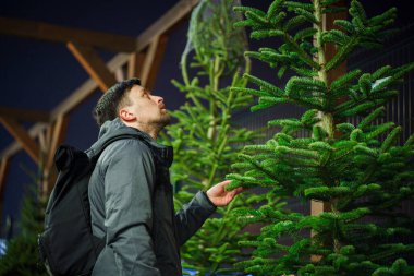 Özel dikim yerinden alınmış mükemmel bir Noel ağacı buldum. Genç yetişkin bir adam Noel ağacı seçiyor. Erkek, kış tatilinde marketten noel ağacı alıyor. Yeni yıla hazırlanılıyor.