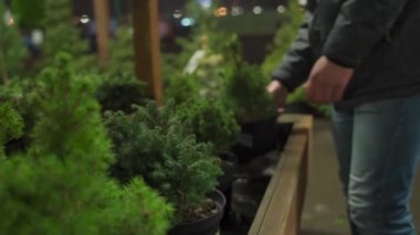 Noel hazırlıkları, Noel ağacı alma geleneği. Koronavirüs salgını sırasında alışveriş. Maskeli adam saksıda, ekolojide ve çevreyle dost küçük kozalaklı ağaçları topluyor.