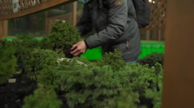 Çevre dostu Noel ağacı konsepti. Noel ağaçları tencerede satılıyor. Koruyucu maskeli adam koronavirüs sırasında saksıdaki köknar ağacını seçer. Yeni norm, yeni yıl alışverişi, karantina covid 19