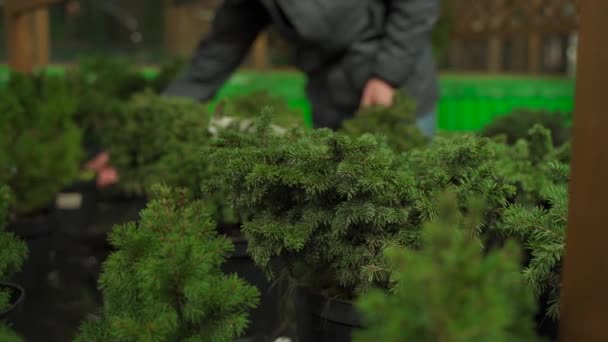 Christmas preparations, tradition buying Christmas tree. Shopping during coronavirus pandemic restrictions. Man in mask picks small coniferous tree in pot, ecology and environmentally friendly — Stock Video