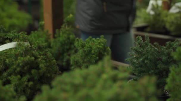 クリスマスの準備、伝統的なクリスマスツリーを購入。コロナウイルスのパンデミックの制限中の買い物。マスクの男は、ポット、生態系や環境に優しいの小さな針葉樹の木を選ぶ — ストック動画