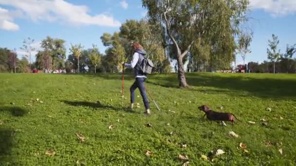白种人瘦小的老妇人积极地参加休闲活动- -在城市公园，阳光明媚的天气里，鸟儿带着手杖和沙丁鱼狗散步。活跃的老年女性在户外与宠物一起练习用杆子走路 — 图库视频影像