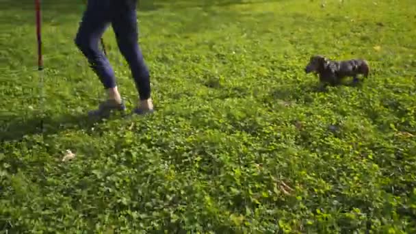 Blanc mince femme âgée active loisirs scandinave marche avec des bâtons et teckel chien dans le parc de la ville, temps ensoleillé. Femme âgée active pratiquant la marche nordique avec poteaux à l'extérieur avec animal de compagnie — Video