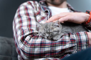İskoç düz kulaklı gri kedi yavrusu ev sahibinin kollarında uyur. Safkan küçük sevimli İngiliz kedisi genç bir adamın ellerinde uyuyakalıyor. Erkek ve evcil hayvan teması. Erkek, uyuyan kedicik..