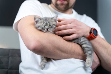 İskoç düz kulaklı gri kedi yavrusu ev sahibinin kollarında uyur. Safkan küçük sevimli İngiliz kedisi genç bir adamın ellerinde uyuyakalıyor. Erkek ve evcil hayvan teması. Erkek, uyuyan kedicik..