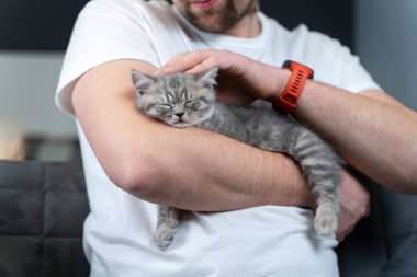 Evcil hayvanlar temaya bayılır. Adam, yavru kedilerin uykusunu çok nazikçe koruyor. İngiliz asal kulaklı, kollarını tutuyor ve evde okşuyor. İnsan ve evcil hayvan arasındaki güzel ilişki. İskoç düz gri kedi yavrusu uyur